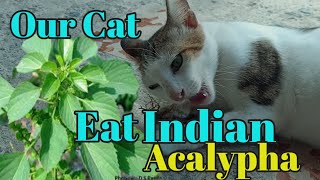 Indian Acalypha - Medicinal Plants | Acalypha Indica Part 2