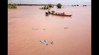 Mekong River Dolphin Pool Site រមណីយដ្ឋាន​អន្លង់ផ្សោតកាំពី​