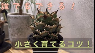 vo.50【育成の基本】アガベを小さく育てる方法！！育成にお悩みの方に見て欲しい