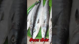 சீலா மீன் 🐟🐟🐟🐟