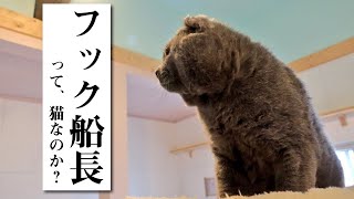 フック船長とは⁉️【姉妹多頭飼育崩壊出身】猫なの❓