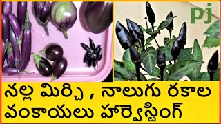 black mirch harvesting నల్ల మిర్చి నాలుగు రకాల వంకాయలు హార్వెస్టింగ్ పార్వతిజేజమ్మ టెర్రాస్ గార్డెన్