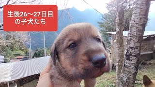 生後26〜27日目の子犬たち