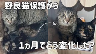 【成長記録】１ヵ月後にこうなりました【保護猫】