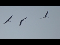 common cranes kraanvogels in de onlanden