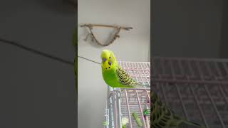 Budgie pew pews 😆🥰💚💛 #budgielife #parakeet #budgiesounds