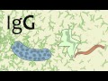 Video 16 Antibody Immunoglobulin Immune Function Video 16 Antibody Immunoglobulin Immune Function