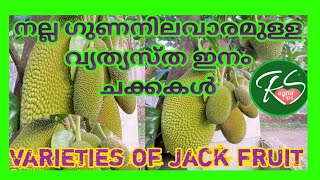 നല്ല ഗുണനിലവാരം ഉള്ള വ്യത്യസ്ത ഇനം ചക്കകൾ|Varieties of Jackfruit