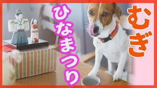 【わんこ】ひなまつりにママの手作り菱餅をいただいたジャックラッセルテリアのむぎの巻【犬動画】