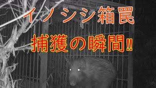 20210115　『有害鳥獣駆除』　イノシシ箱罠トレイルカメラによる捕獲の瞬間‼　Moment of wild boar box trap capture