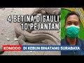 4 BETINA DIGAULI 10 PEJANTAN - Koloni Komodo di Kebun Binatang Surabaya