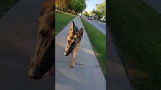 Live your best life! #germanshepherd #pal #dog