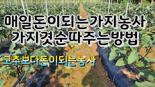 매일돈이되는가지농사(겻순따주는방법)