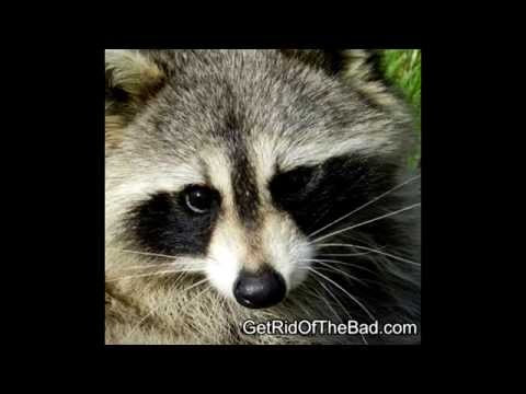 How to get rid of Raccoons fast! How to get rid of Raccoons fast!