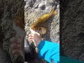 魚の口には絶対に手を入れるな…！