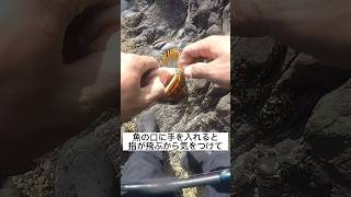 魚の口には絶対に手を入れるな…！