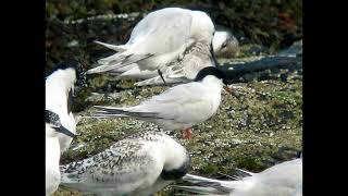 Roseate Tern Bird Call