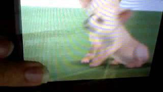 Nintendogs Walkthrough P1 - Picking your puppy