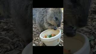 クオッカ21＃Quokka