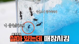 하버드 교수가 밝혀낸... 살아있는데 죽어있는 '좀비개미' 실험 [ENG SUB]