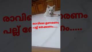 രാവിലെ ഉണരണം പല്ല് തേക്കണം.....