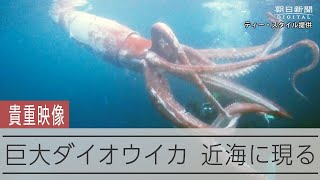 【貴重映像】泳ぐダイオウイカ撮った！ダイバー夫婦「迫力すごかった」