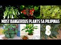 10 NAKAKALASON NA HALAMAN NA MAKIKITA SA PILIPINAS / World's Deadliest Plant | Historya