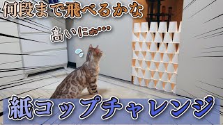 A Bengal cat tried a paper cup challenge.