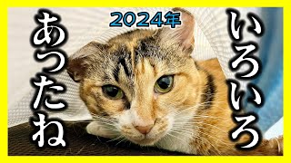 【愛猫と暮らした2024年、一年間の思い出…】かけがえのない家族となった我が家の癒やし猫達　外猫時代の動画や未公開映像も多数あり！