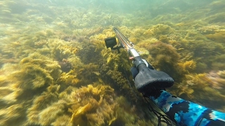 Spearfishing For Dusky Morwong \u0026 Sweep