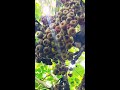 fig fruit tree athimaram anjeer ka ped