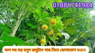 ফল সহ বড় হলুদ রাম্বুটান গাছ নিতে যোগাযোগ করুন #01881741984