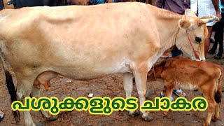 പശുക്കളുടെ വൻ ചാകര | വിലസഹിതം | 27/8/22 | kuzhalmannam chandha | Buffalo | Cow | TECH AND VLOGS