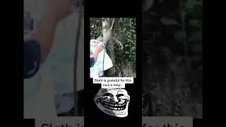Sloth says thanks to man for helping