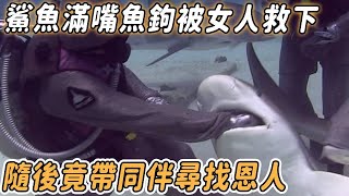 鯊魚滿嘴魚鉤求女人救命，獲救後的20年裡，它竟不斷帶受傷同伴尋找恩人！