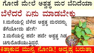 ಅಶ್ವತ್ಥ ಮರ ಗೋಡೆ,ಮನೆ ಅತ್ತಿರ ಬೆಳೆದಿದಿಯಾ.?ತಪ್ಪದೇ ನೋಡಿ// #usefultips