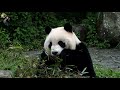 20191110 圓仔吃竹葉早餐片段 the giant panda yuan zai