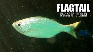 Flagtail Fish Facts: a FISH with FLARE 🐟 Animal Fact Files