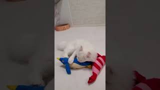 【Japanese Cat Toy】When you give cat a \