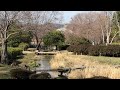 ヒレンジャクとキレンジャクの水飲み昆陽池公園ふるさとの小川200221