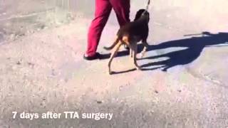 TTA Surgery