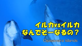 何がどーして、あーなるの？ 興奮した時のイルカの声（音）も入ってます。【ドルフィンスイム／小笠原諸島】