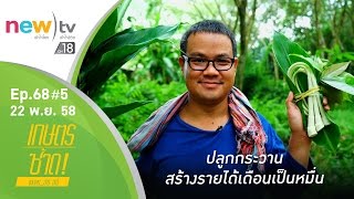 เกษตรซ้าด ep.68#5 | กระวาน | 22-11-58 | new)tv