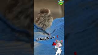 初飛行🐣【生き物のかわいい姿17】　#short #shorts #ショート