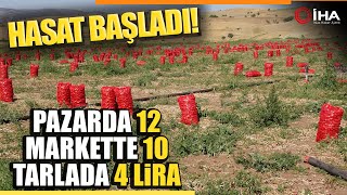 Soğanda Hasat Başladı Tarlada 4, Markette 10, Pazarda İse 12 Lira