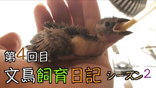 文鳥飼育日記シーズン2第4回目