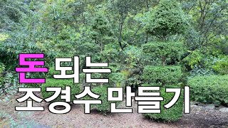 [TV분재] 돈 되는 조경수 만들기 I 재테크 I 회양목 I 주목 I