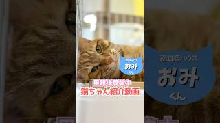 【保護っ子紹介🐱】おみくん【R7.1現在】#shorts #猫 #里親募集中