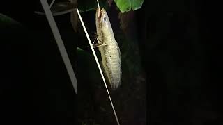 เบ็ดโฟม เหยื่อหอยเชอร์รี่ ช่อนใหญ่ตัวที่ 3 #หากินตามธรรมชาติ  #fishing #snakeheadfish #หาปลา