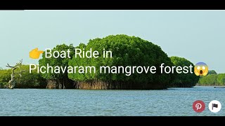 Pichavaram crazy mangrove😱 forest# Chidambaram in Cuddalore District#Tamil Nadu#Lets go Boat Ride 👈